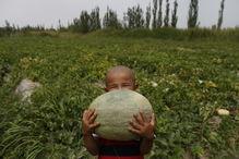 吃瓜吃不明白图片,网络迷思背后的真相