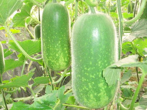 吃瓜认准fruit,认准fruit，解锁夏日水果盛宴