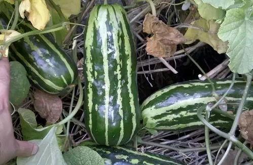 半寒吃瓜完结,一场激情四溢的完结盛宴