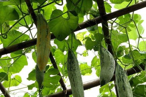 梦见吃老鼠瓜,揭秘吃老鼠瓜的神秘寓意