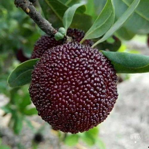 元魁塔吃瓜,揭秘古塔背后的神秘故事