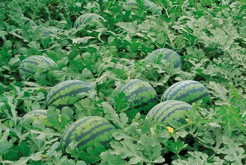 济宁邹城吃瓜群,揭秘济宁美食圈的热闹日常