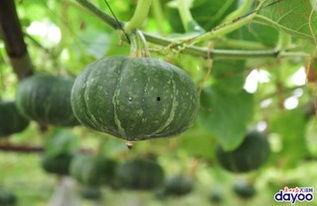 南沙瓜怎么吃,解锁夏日清新美味