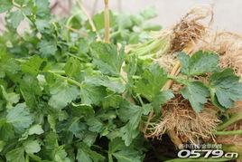 游埠吃瓜,吃瓜群众的热闹日常