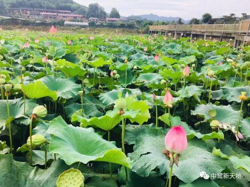 新天润吃瓜,揭秘娱乐圈背后的那些事儿