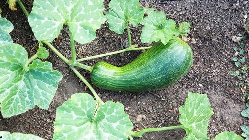 瓠瓜孕妇可不可以吃呢