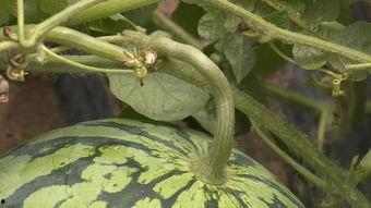 下地找瓜吃,跟随古人足迹，体验“下地找瓜吃”的乐趣