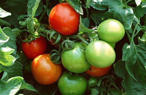 番茄小说推荐纯吃瓜,纯吃瓜者的欢乐盛宴