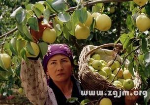 梦见吃梨摘嫩瓜