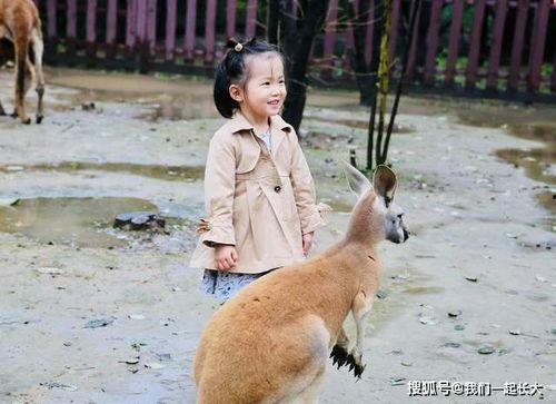 抖音河马吃瓜,抖音上这只河马成了“网红”