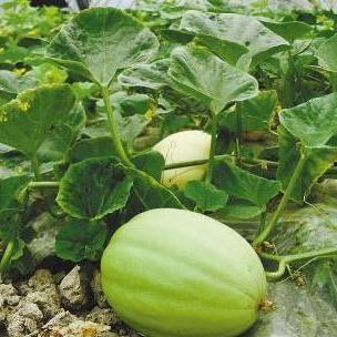 三白瓜和白籽能一起吃吗,三白瓜与白籽同食的适宜性探讨