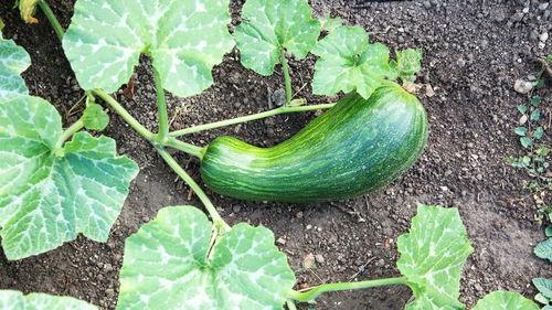 河北瓠瓜怎么吃