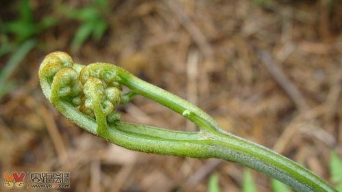 看瓜老头吃嫩草,一场跨越年龄的浪漫邂逅