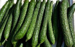 减肥吃棚瓜可以嘛