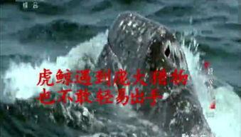 灰鲸鲸吃瓜,灰鲸鲸的奇妙瓜果之旅