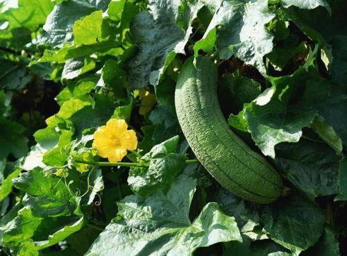 贵妃良良在线吃瓜,宫廷风云中的吃瓜达人