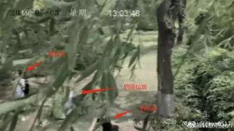 吃瓜摆拍视频,揭秘吃瓜摆拍视频背后的趣味与真相