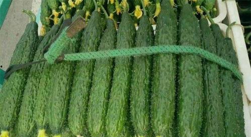 绿色正能量吃瓜,吃瓜也能传递美好