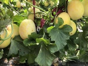 界首小区吃瓜事件,邻里纷争背后的真相揭秘