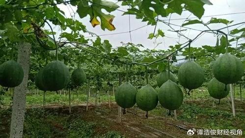 吃瓜娄种子好吗,娄种子是否值得一试？